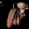 The human reproductive organ