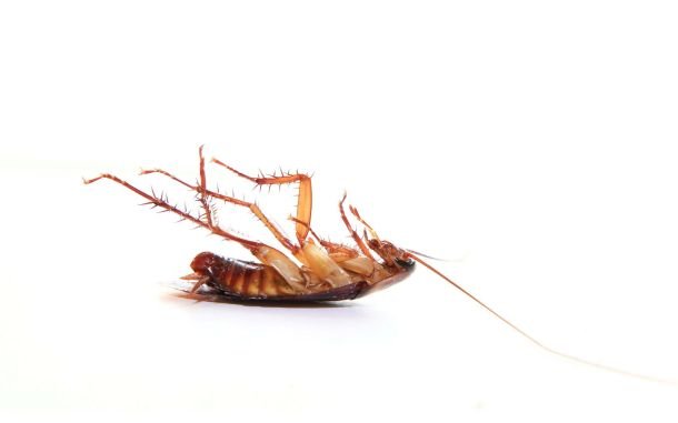Doctors remove dead cockroach from woman's vagina